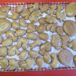 phoca_thumb_m_krteci pernky 19 Fotogalerie